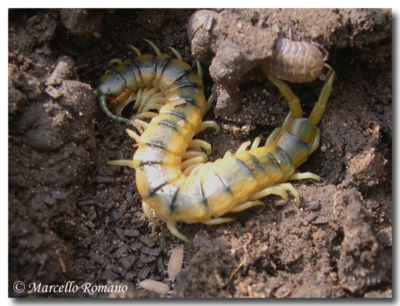 Scolopendra cingulata? No. Scolopendra oraniensis